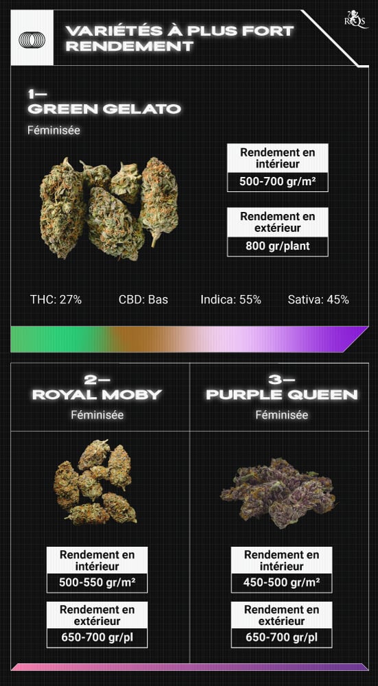 Top RQS Bigger Yield Strains