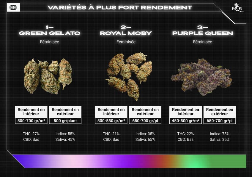 Top RQS Bigger Yield Strains