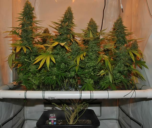 Amnesia Haze grown with the Screen Of Green Methode Scrog Amnesia Haze grown with the Screen Of Green Methode Scrog