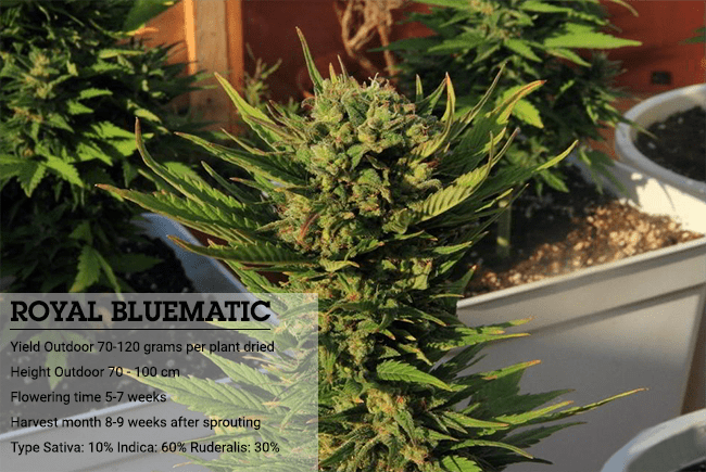 Indica or sativa