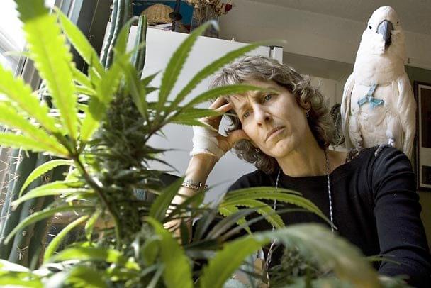 Lutte pour la marijuana médicale Lutte pour la marijuana médicale