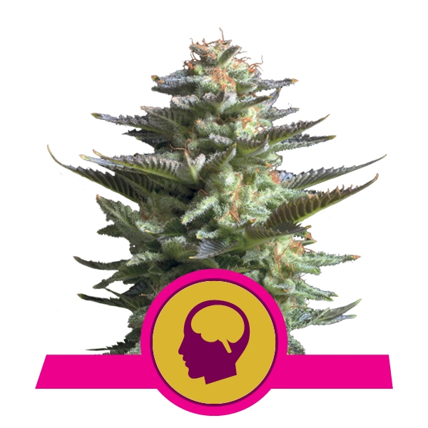 Acheter Feminized Amnesia Haze Cannabis Seeds
Acheter Feminized Amnesia Haze Cannabis Seeds