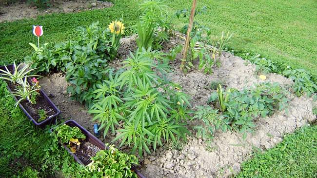MÉTHODES DE CAMOUFLAGE cannabis