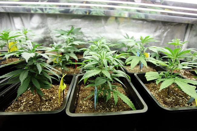 cannabis PRÉ-VÉGÉTATION EN INTÉRIEUR