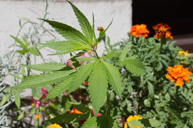 cannabis jardin