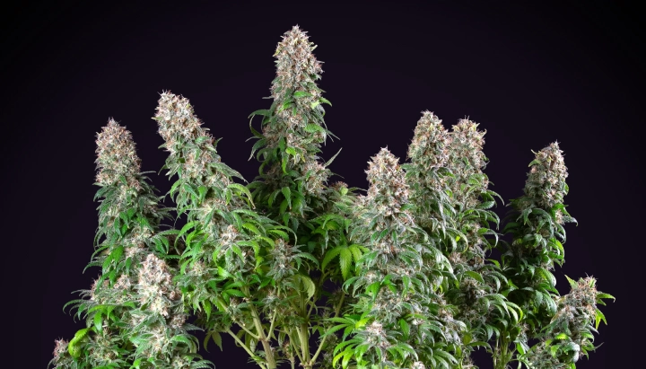 Blue Mystic : variété de cannabis d’intérieur compacte Plant de cannabis Blue Mystic avec des colas denses et résineuses, une croissance de floraison compacte, un feuillage vert et un fond de studio sombre.