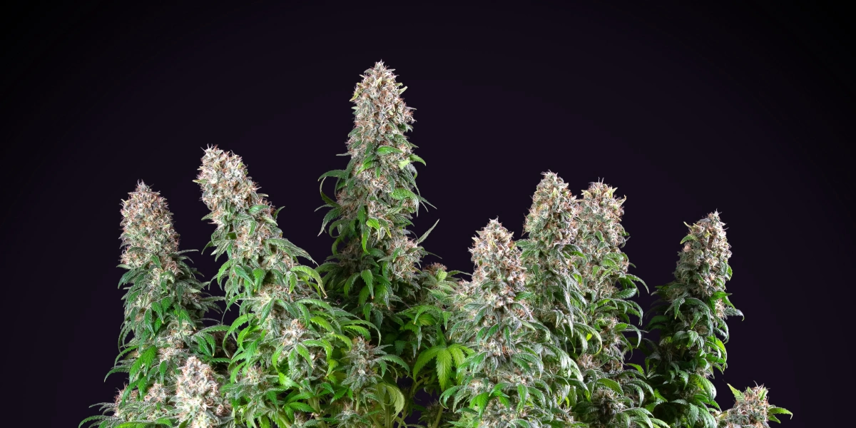 Blue Mystic : variété de cannabis d’intérieur compacte Plant de cannabis Blue Mystic avec des colas denses et résineuses, une croissance de floraison compacte, un feuillage vert et un fond de studio sombre.