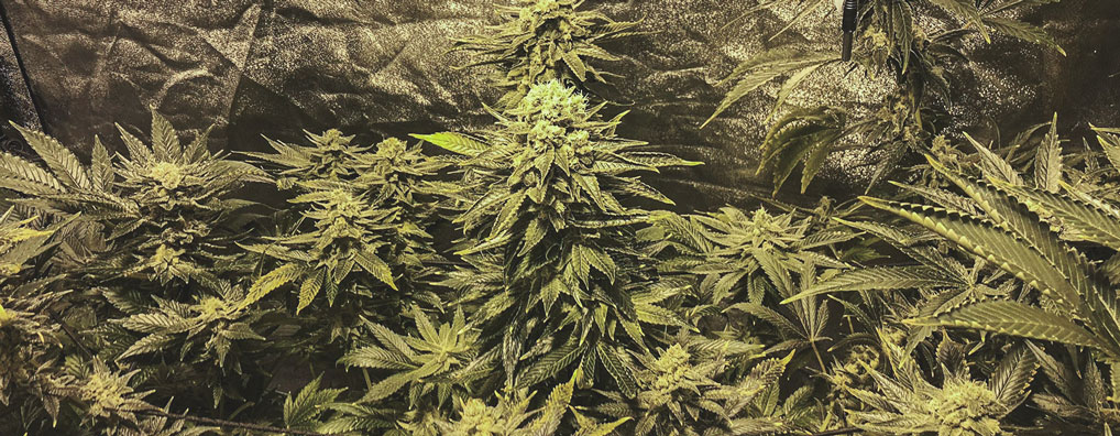 Blue Mystic