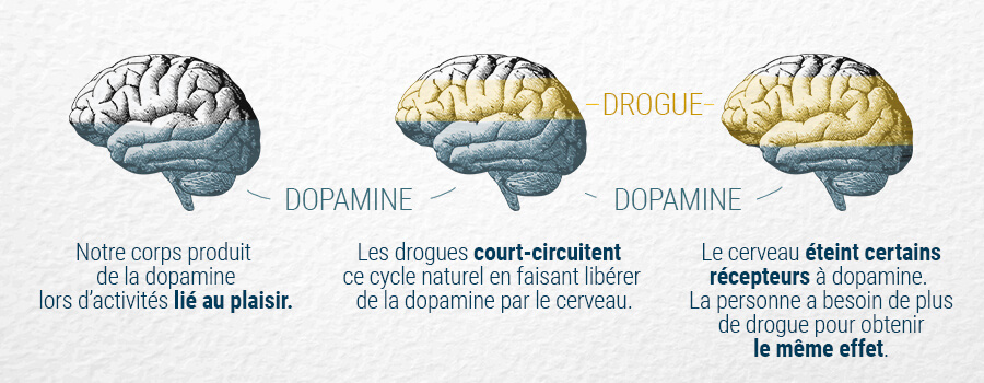 La Dopamine Et Le Cerveau La Dopamine Et Le Cerveau