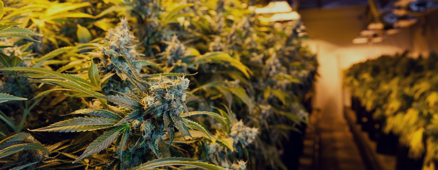 Recherche de cannabis du gouvernement israélien