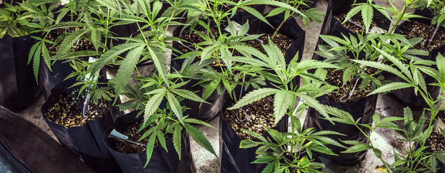 Cultivation à l'intérieur du cannabis
