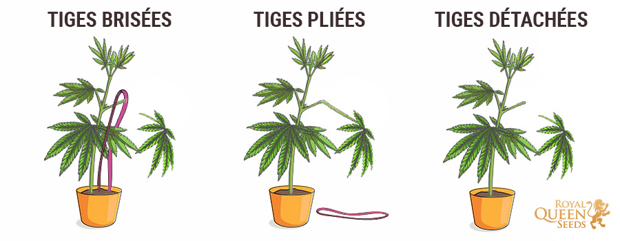 Cannabis Broken Stem Cannabis Broken Stem