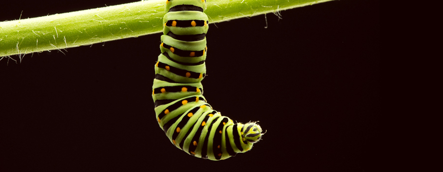 cannabis chenille