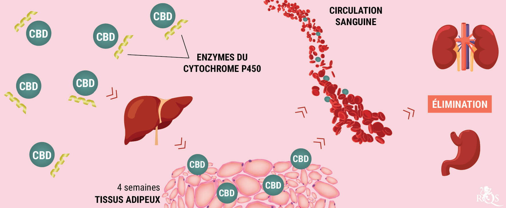 Comment L’Organisme Métabolise Le CBD ? Comment L’Organisme Métabolise Le CBD ?