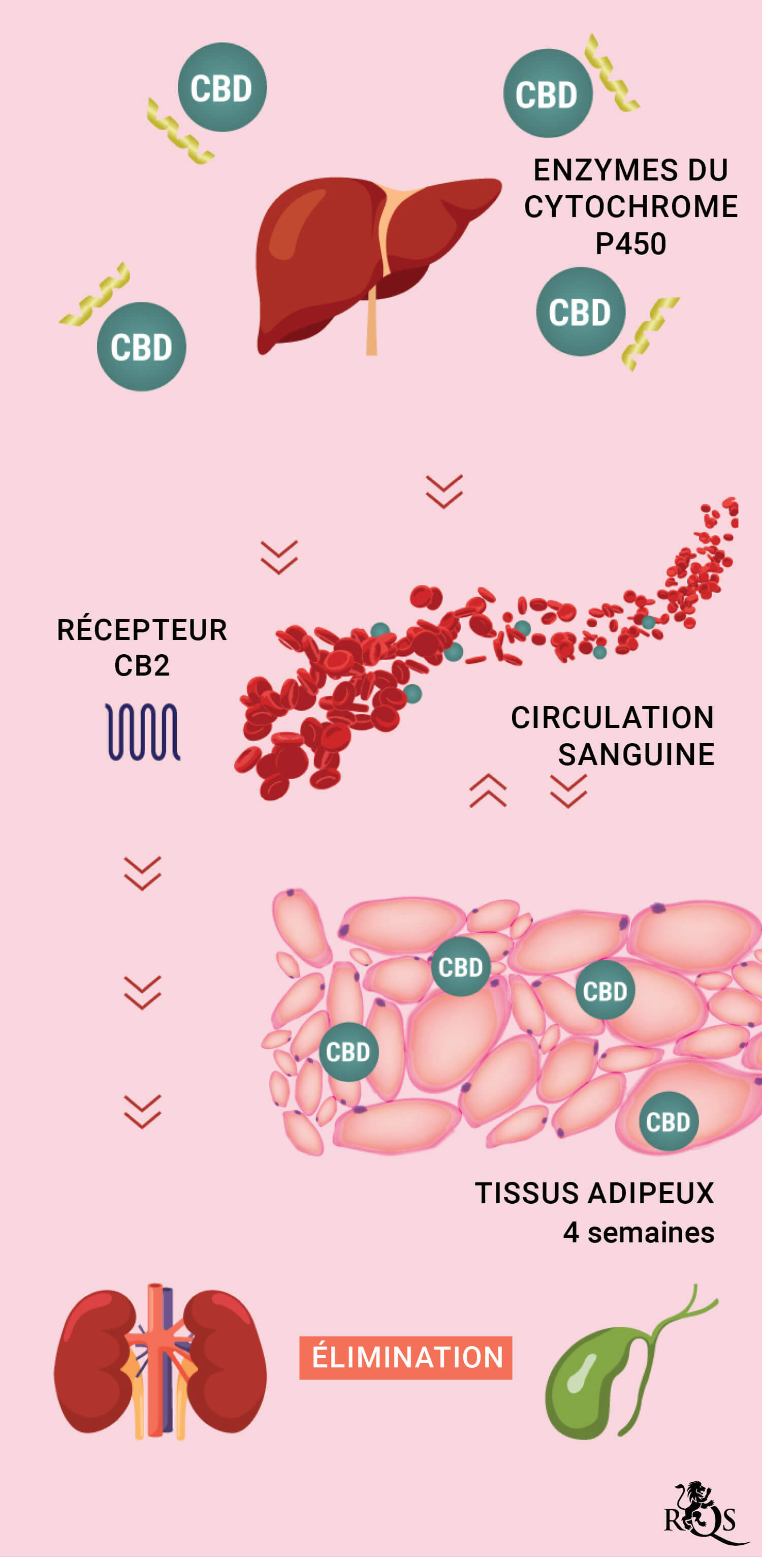 CBD Medication mobile-update-FR