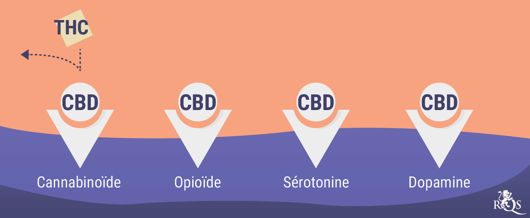 Schéma illustrant les interactions du CBD avec les neurotransmetteurs cérébraux, mettant en évidence ses effets sur l'humeur et le stress.