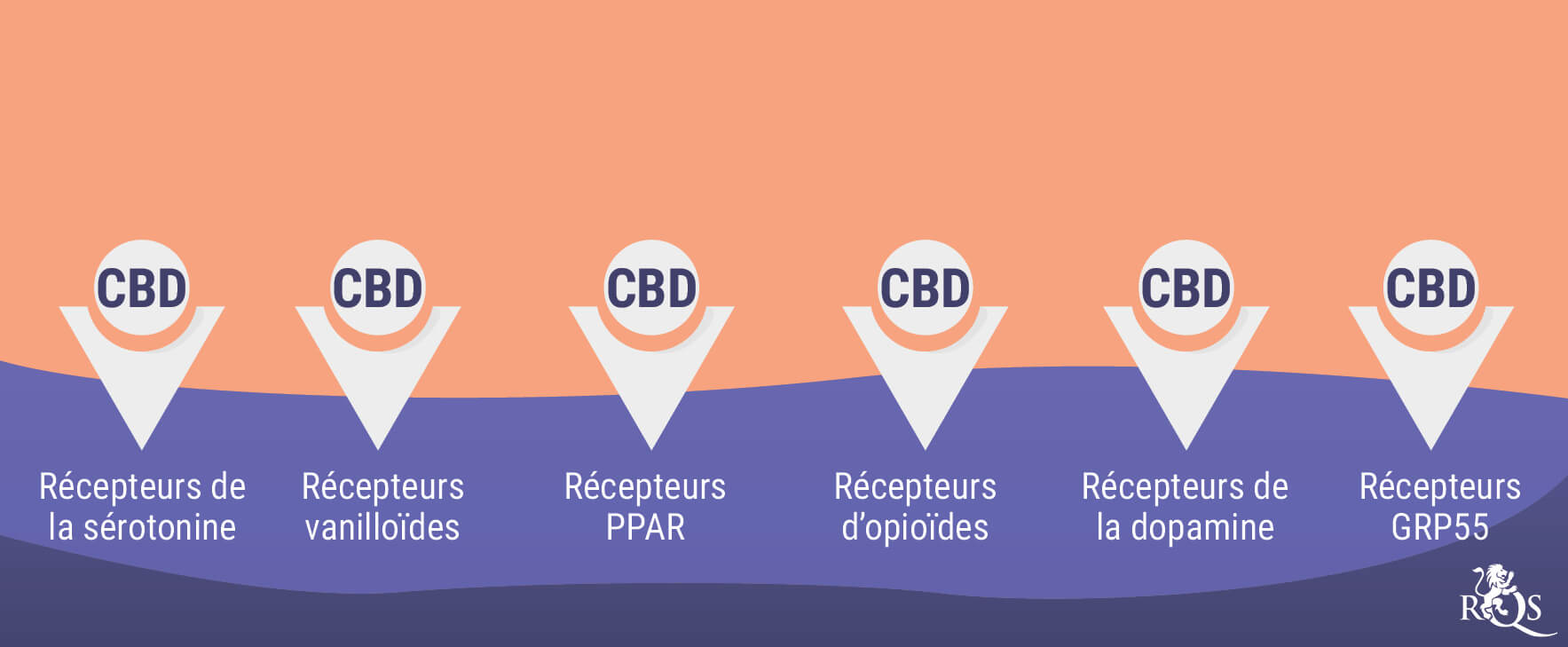 Illustration des effets potentiels du CBD sur les messagers chimiques liés à l'humeur, la douleur et les fonctions corporelles.