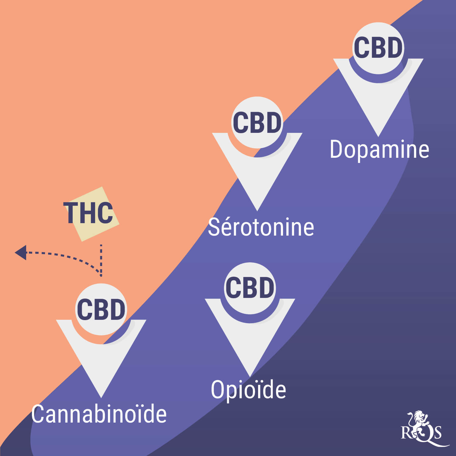 Schéma illustrant les interactions du CBD avec les neurotransmetteurs cérébraux, mettant en évidence ses effets sur l'humeur et le stress.