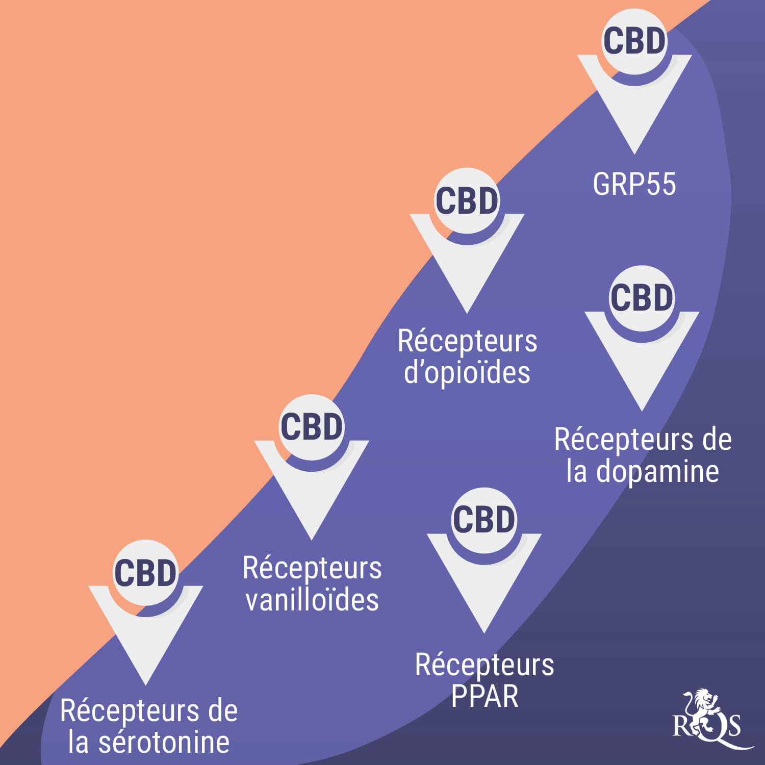 Illustration des effets potentiels du CBD sur les messagers chimiques liés à l'humeur, la douleur et les fonctions corporelles.