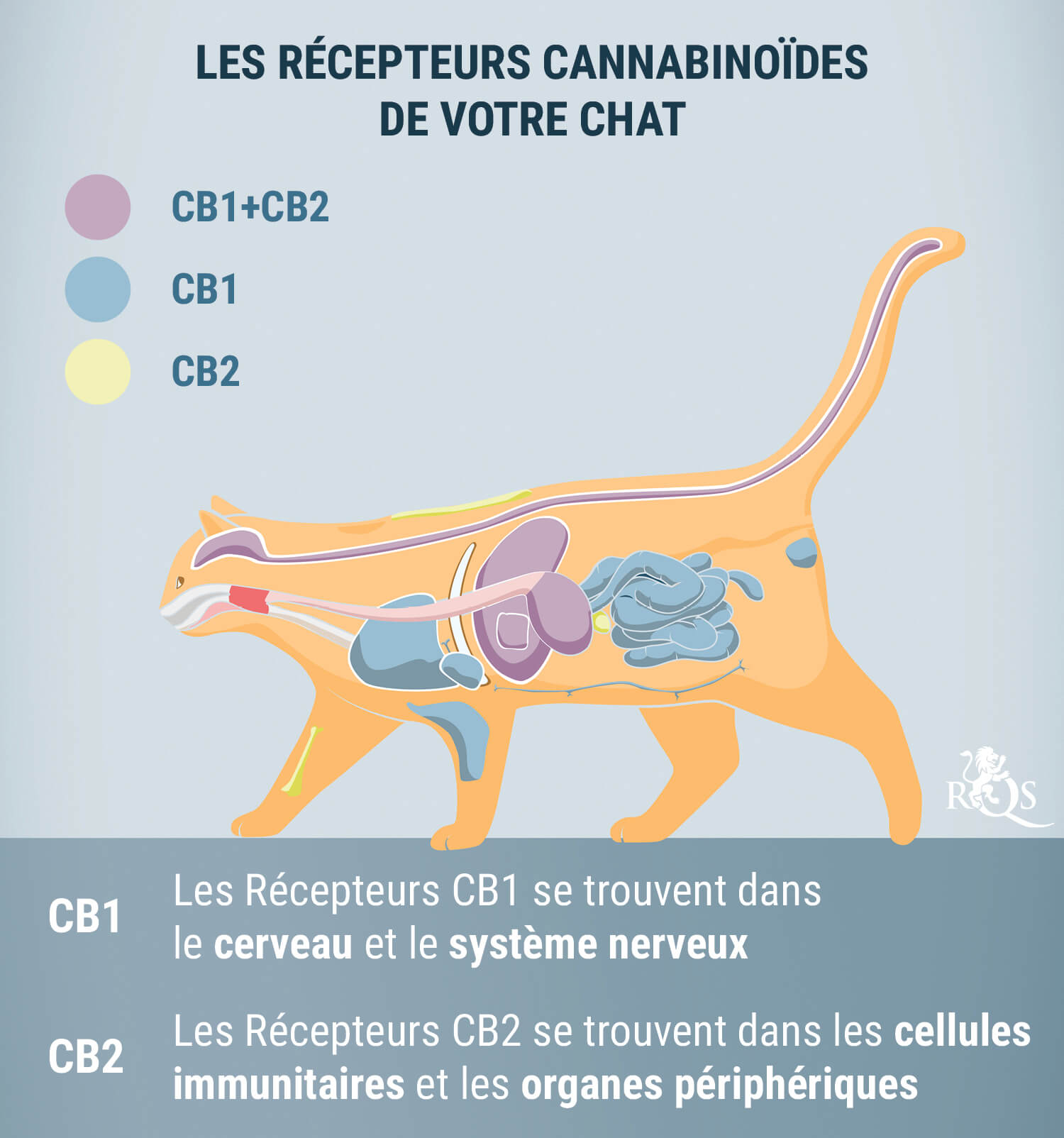 Comment Fonctionne Le CBD Pour Les Chats ?