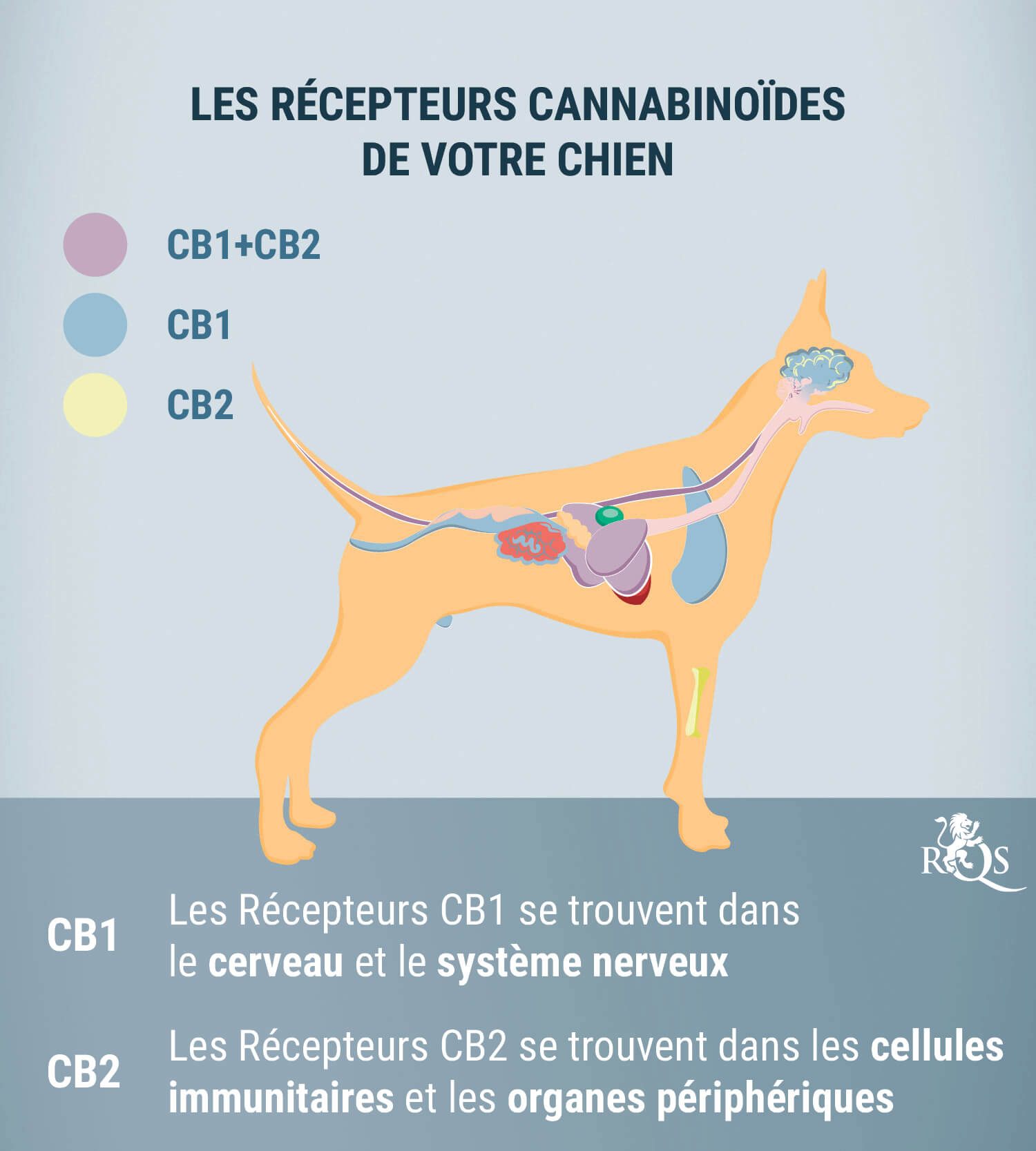 Le CBD pour les Chiens : Ce Qu'On Sait Actuellement