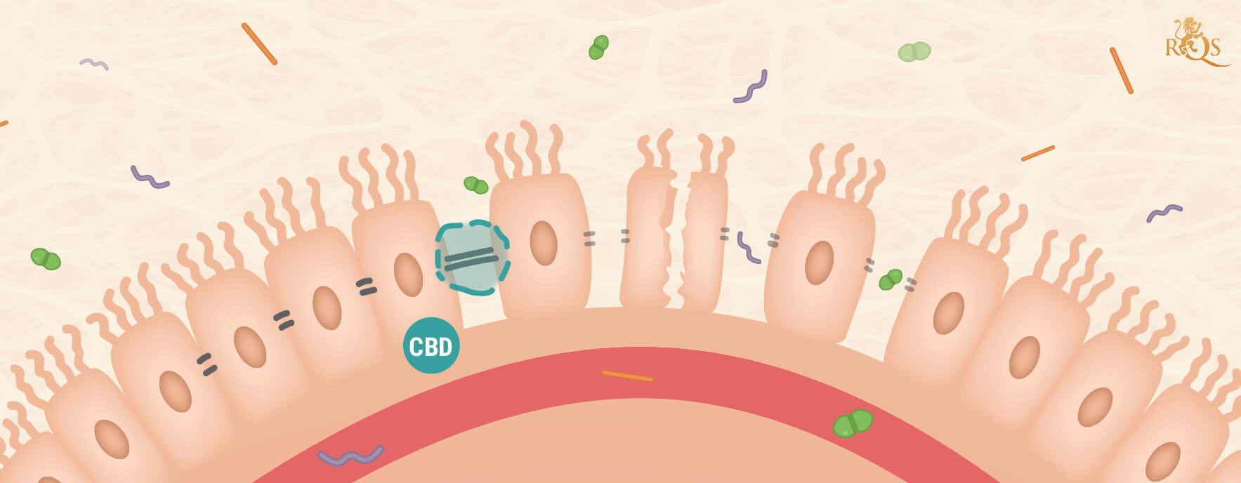 CBD Et Syndrome De L’Intestin Perméable