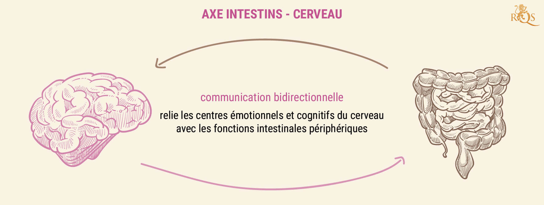 Pourquoi La Santé Intestinale Est-Elle Importante ? Pourquoi La Santé Intestinale Est-Elle Importante ?
