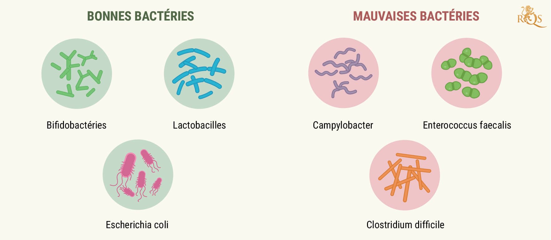 How Your Digestive System Works