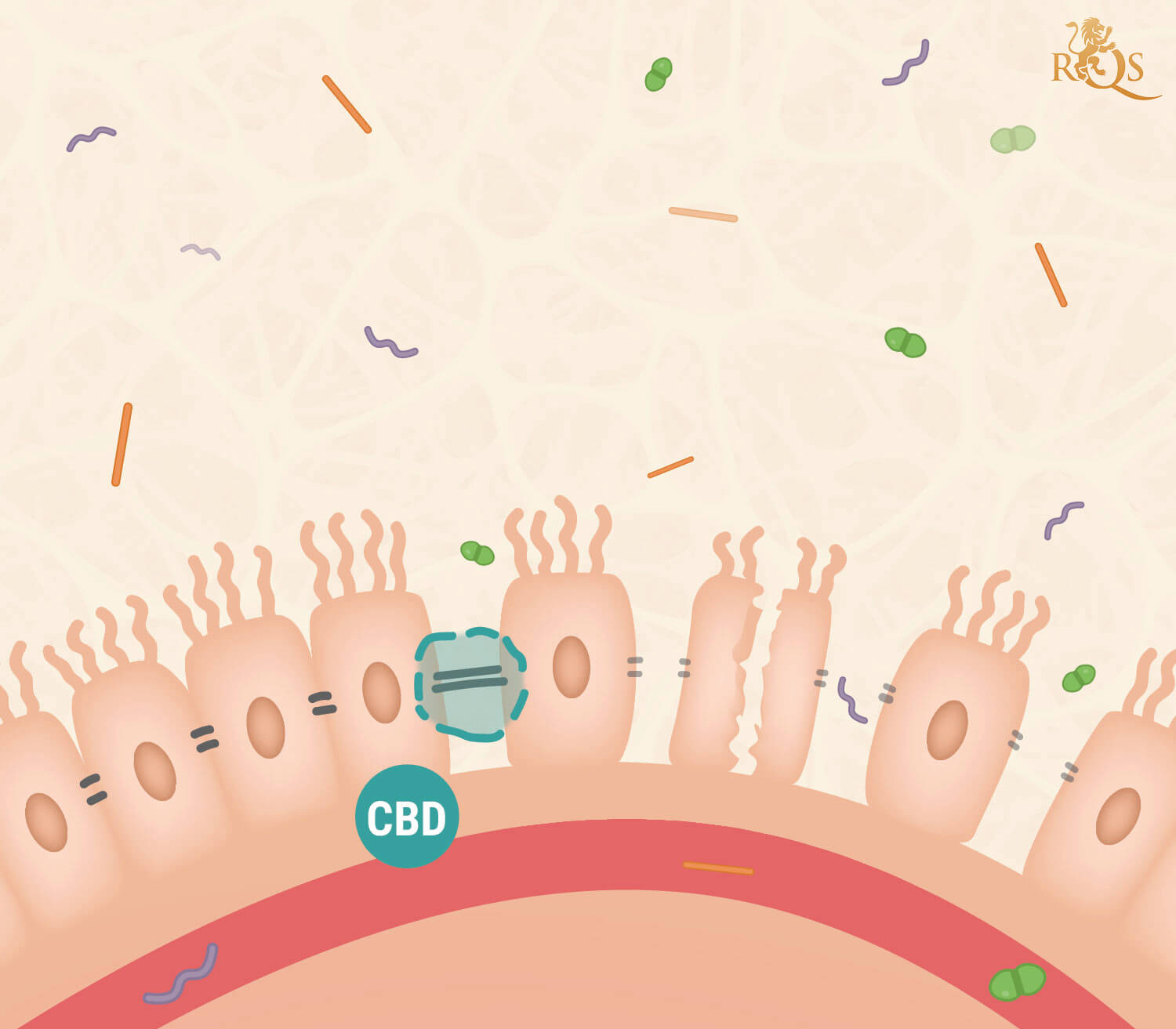 CBD Et Syndrome De L’Intestin Perméable