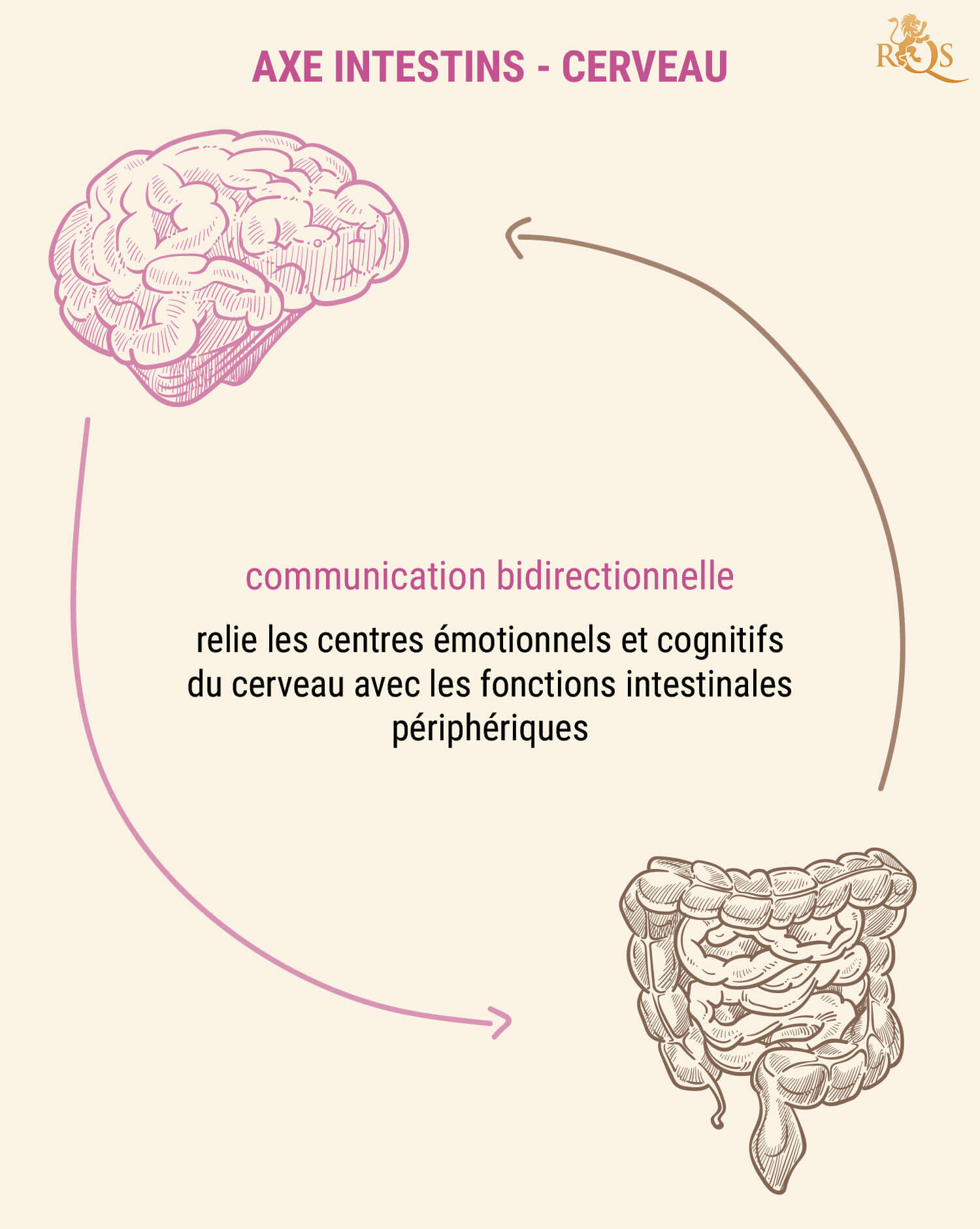 Pourquoi La Santé Intestinale Est-Elle Importante ? Pourquoi La Santé Intestinale Est-Elle Importante ?