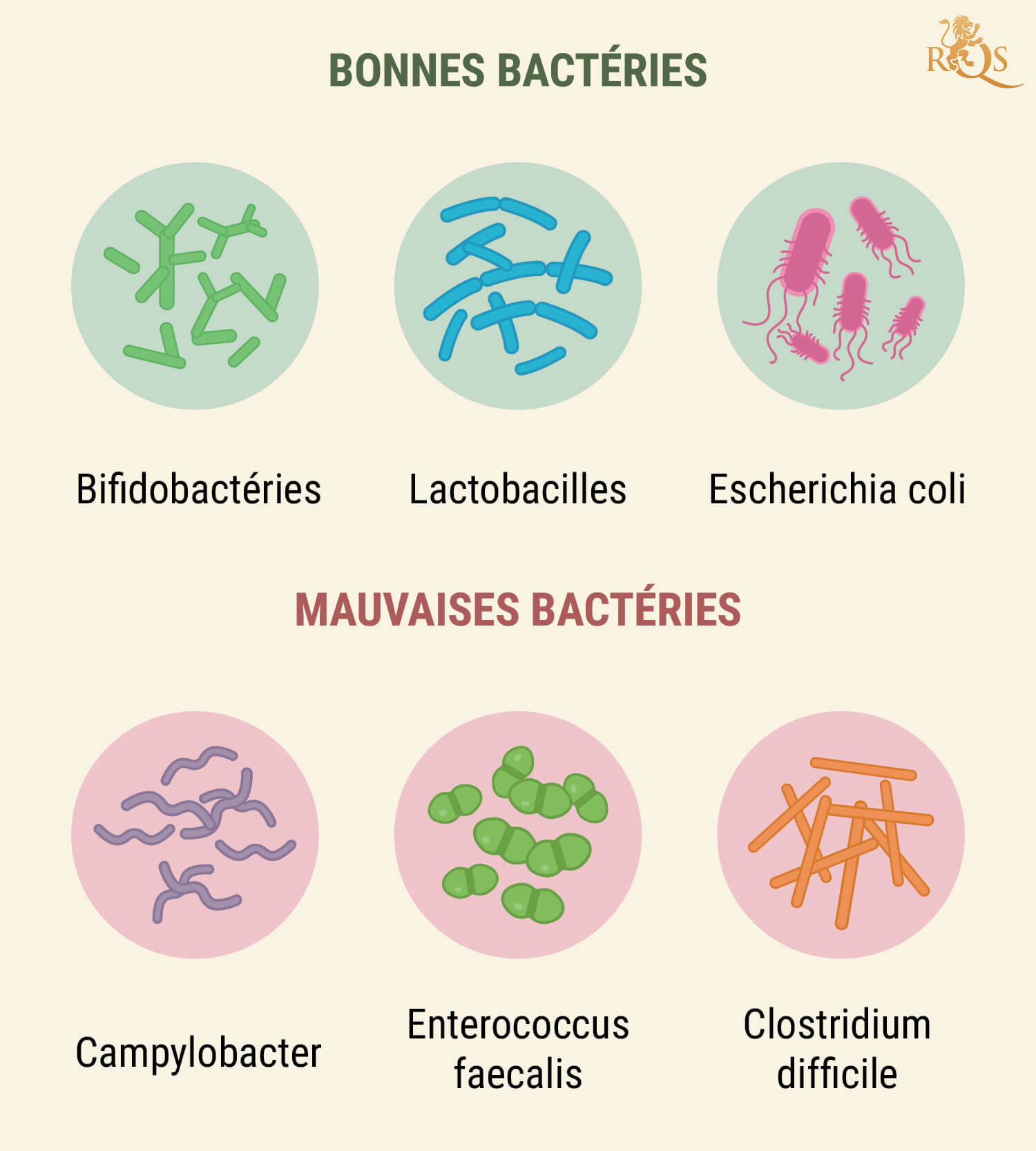 Comment Fonctionne Votre Système Digestif