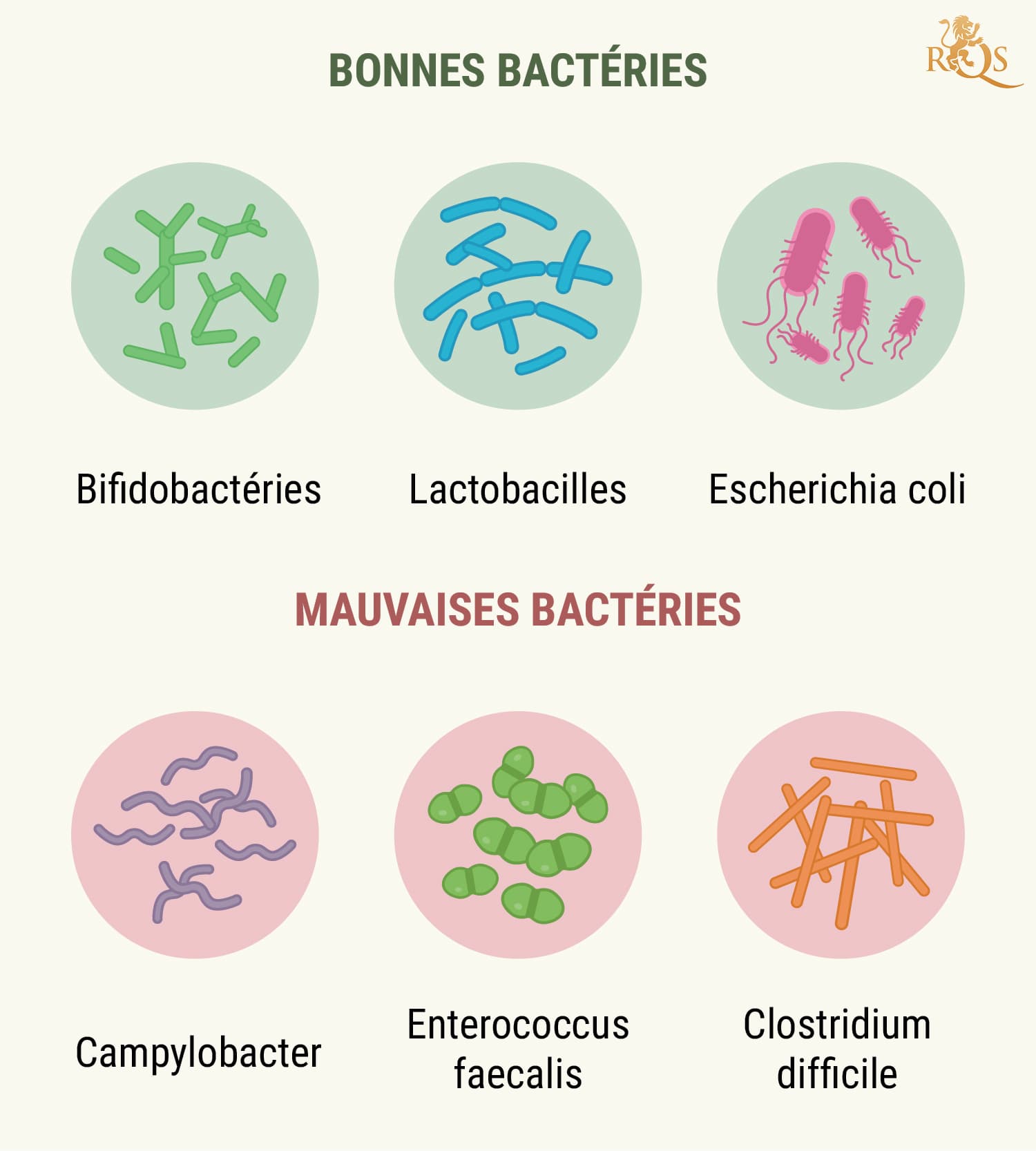 How Your Digestive System Works