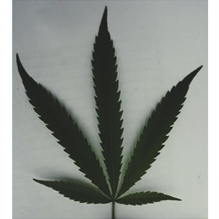 différentes feuilles de cannabis illustrant les variations visuelles entre les variétés. Cette image est liée à la recherche qui montre que les feuilles de cannabis peuvent révéler les molécules contenues dans la plante, permettant de déterminer sa composition chimique.
