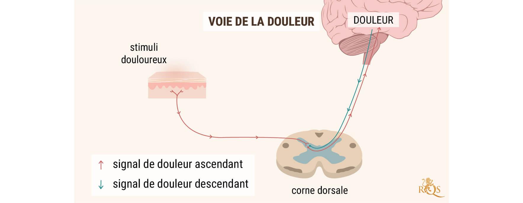 L'HUILE DE CBD POUR LA DOULEUR