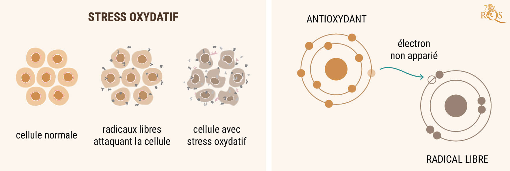 L'HUILE DE CBD COMME ANTIOXYDANT