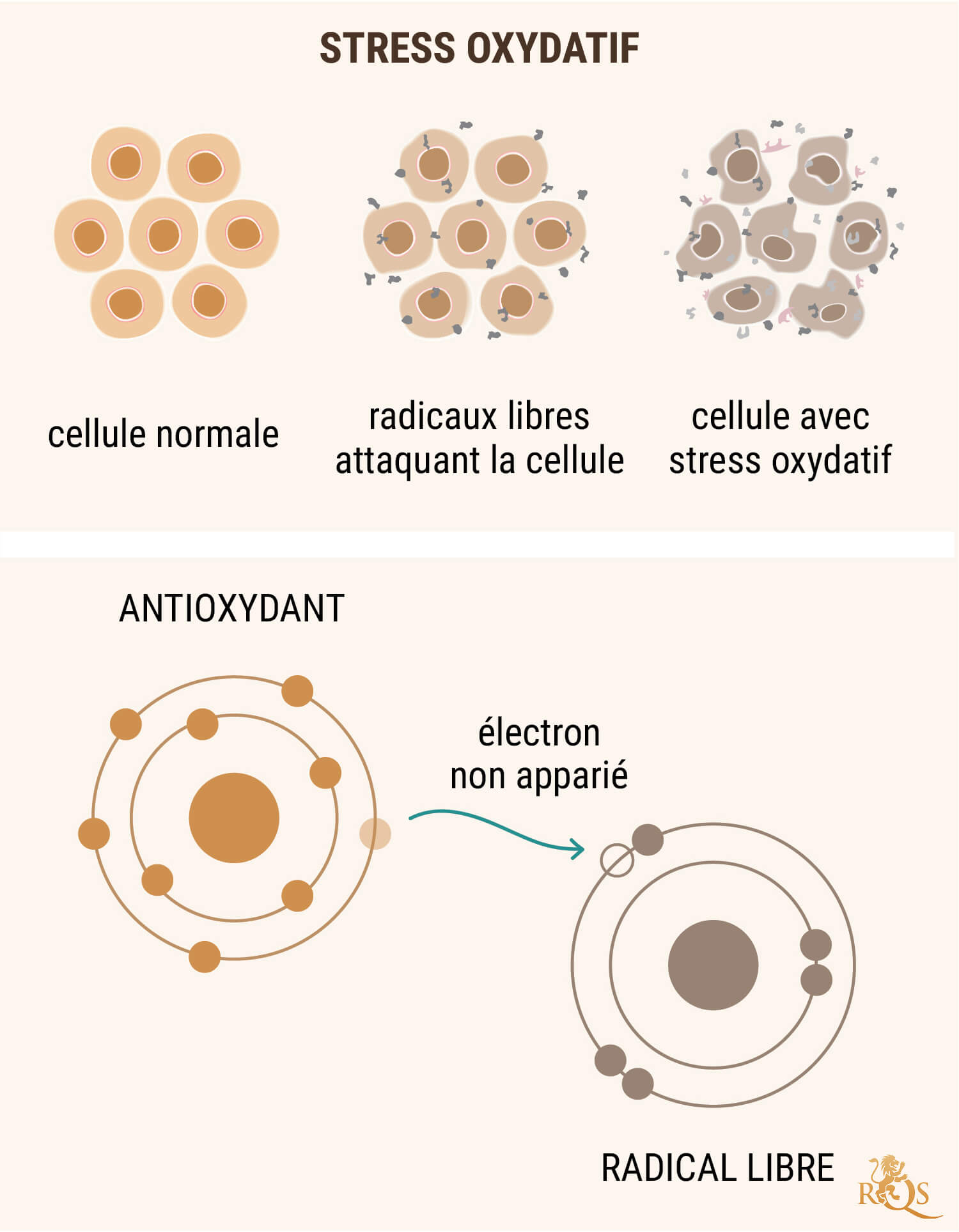 L'HUILE DE CBD COMME ANTIOXYDANT