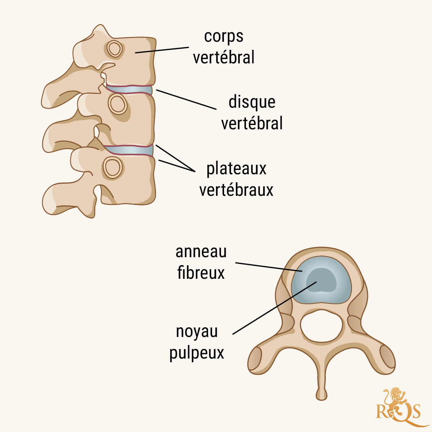 Disques Vertébraux : Un Aperçu Anatomique