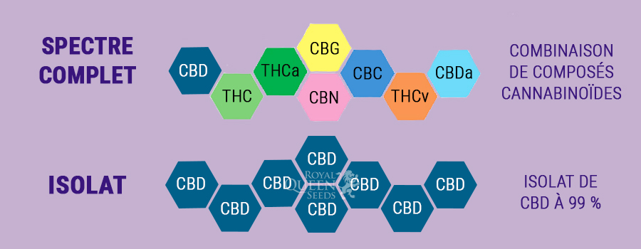 CBD à spectre complet ou isolat 