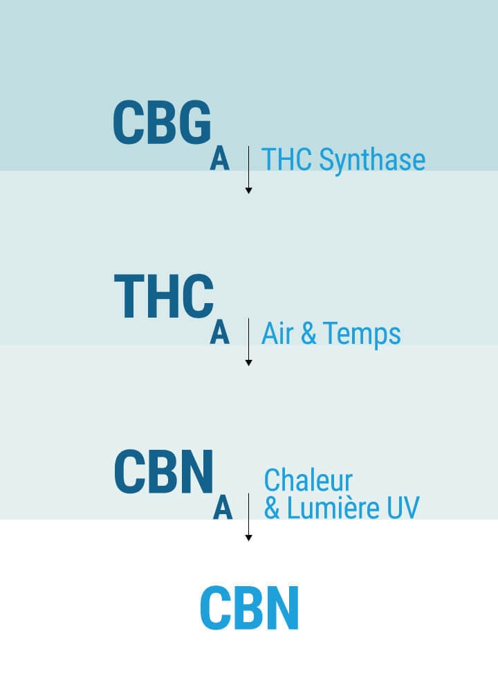 Comment Le CBN Affecte Notre Organisme ?