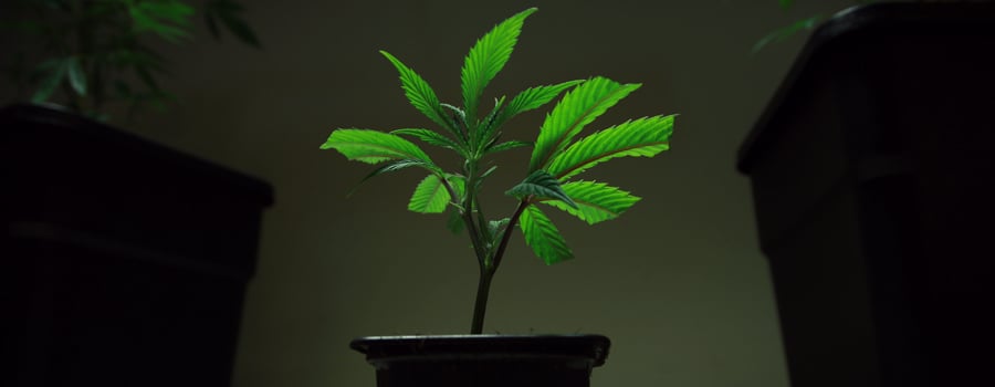 Clone coupant la plante de marijuana