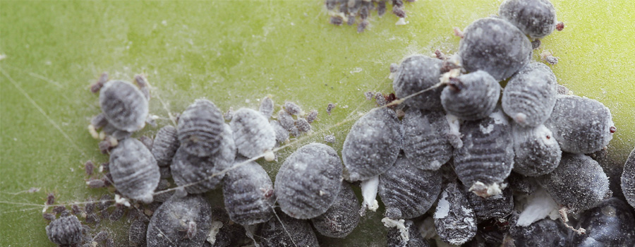 Coccinelles cochenilles Prévention du climat chaud Plantes infectées Cannabis