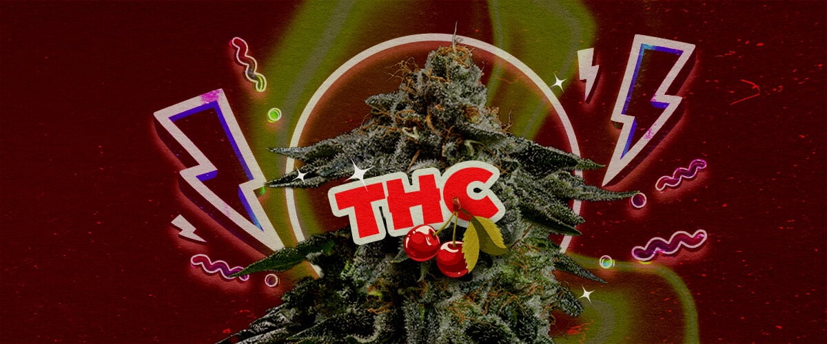 Niveau de THC et Puissance de Cherry Pie Une illustration d'un bourgeon de cannabis avec le texte en gras