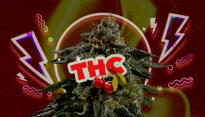 Niveau de THC et Puissance de Cherry Pie Une illustration d'un bourgeon de cannabis avec le texte en gras