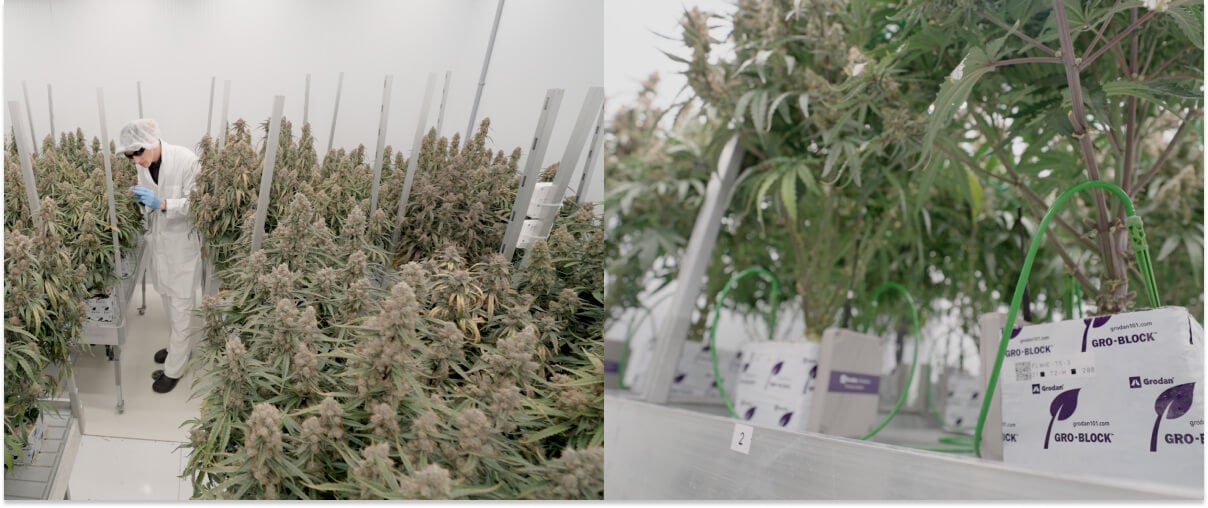 Essais de recherche sur le cannabis au centre CRIC, montrant une culture contrôlée, le suivi des plantes et des systèmes expérimentaux