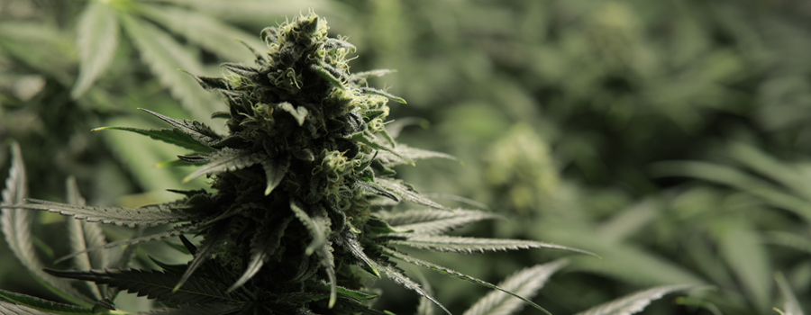 Critical Roysl Queen Seeds