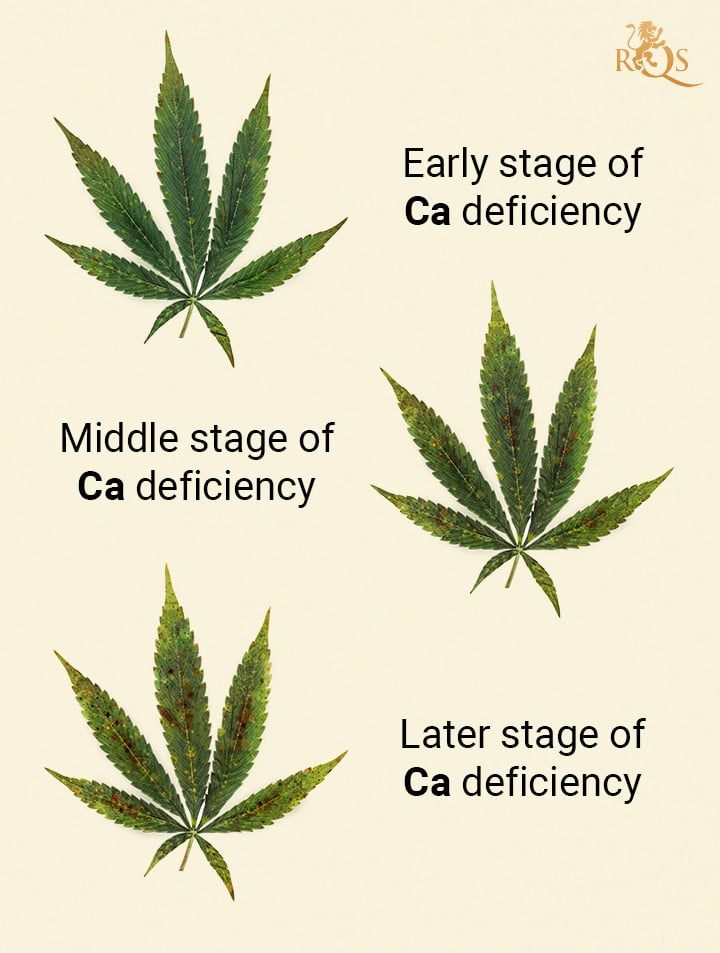 Calcium deficiency stages