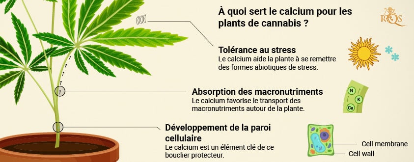 Calcium benefits in cannabis plant