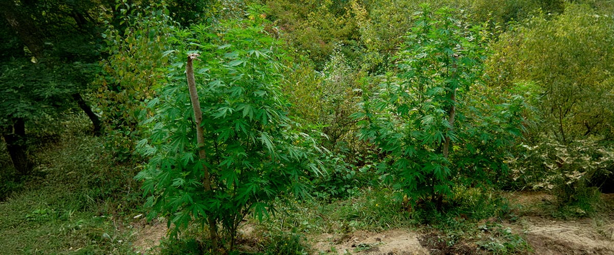 Camouflage et Sécurité pour Culture Guerilla Deux plants de cannabis camouflés parmi arbres, arbustes et hautes herbes en forêt, avec conseils sur l’utilisation de couvert naturel, éviter les sentiers, disperser les plants et rester discret.