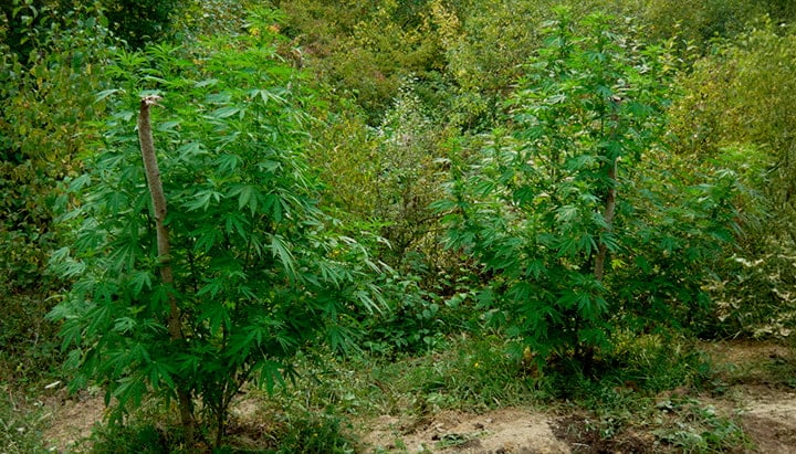 Camouflage et Sécurité pour Culture Guerilla Deux plants de cannabis camouflés parmi arbres, arbustes et hautes herbes en forêt, avec conseils sur l’utilisation de couvert naturel, éviter les sentiers, disperser les plants et rester discret.