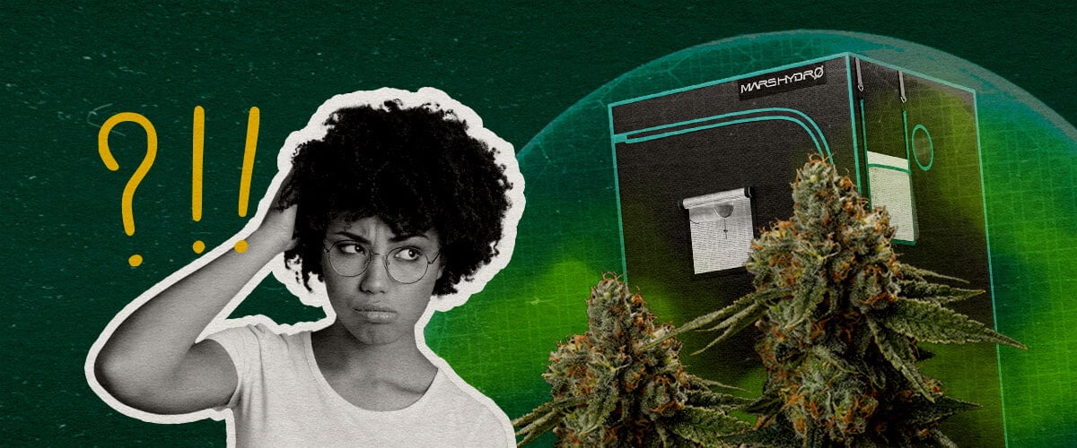 Réflexions Finales : Une Tente de Culture Peut-elle Être Vraiment Étanche aux Odeurs Cannabis Une illustration de bourgeons de cannabis avec une tente de culture et une femme confuse, sur un fond vert, se demandant si une tente de culture peut être vraiment étanche aux odeurs.